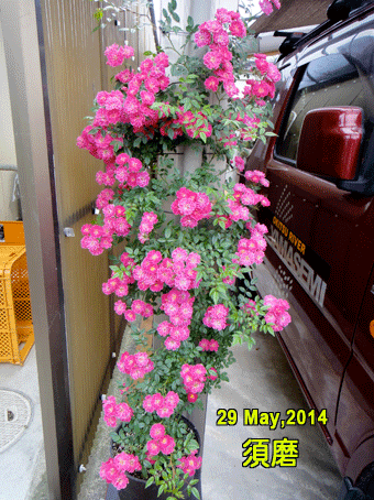 a0056140_172092.gif