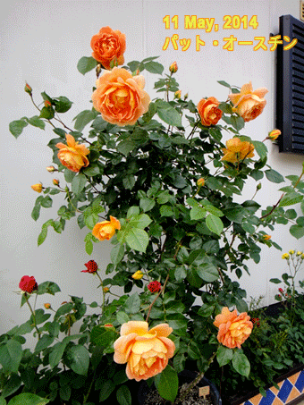 a0056140_17335691.gif