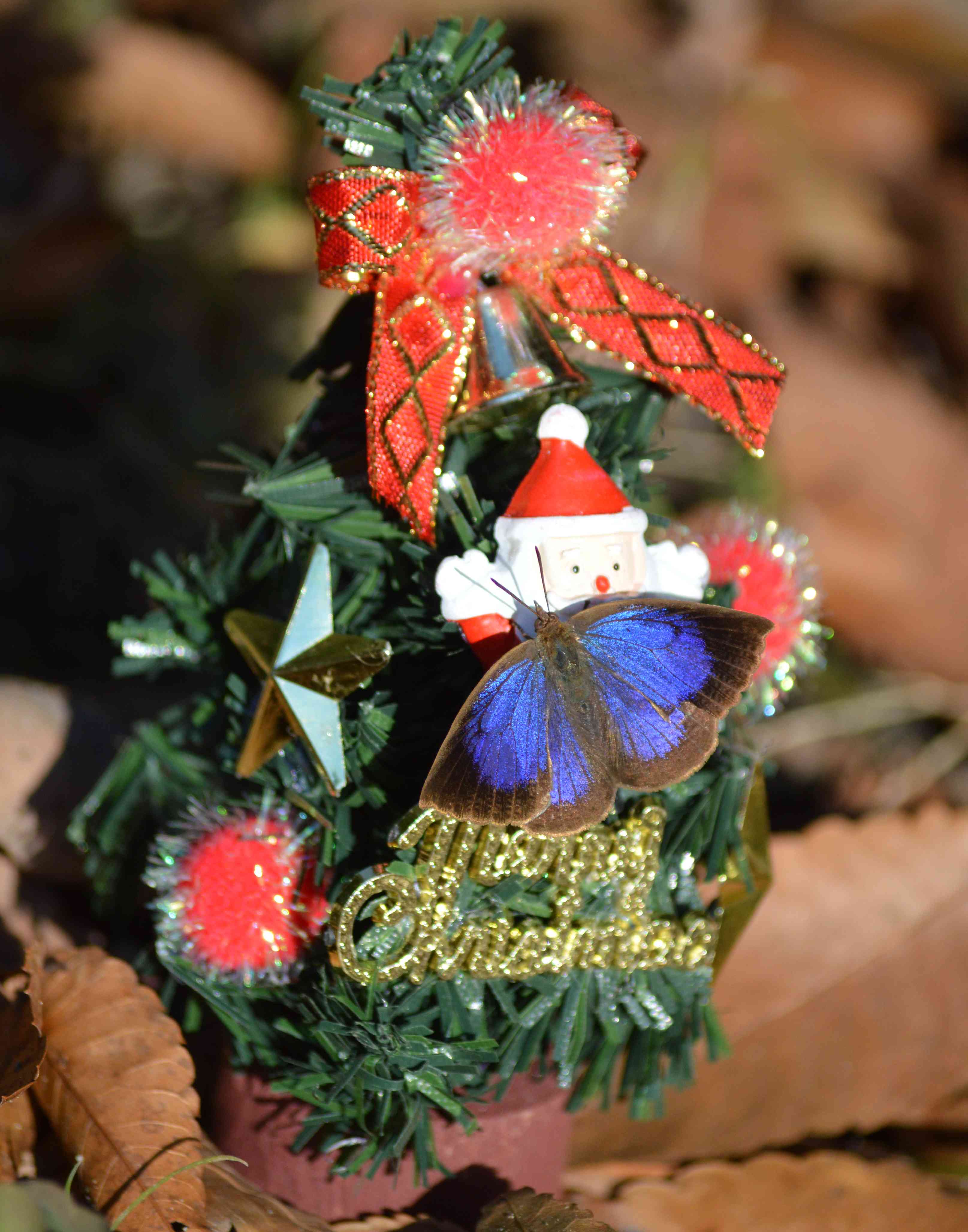ムラサキシジミ　Merry Christmas_d0254540_482933.jpg