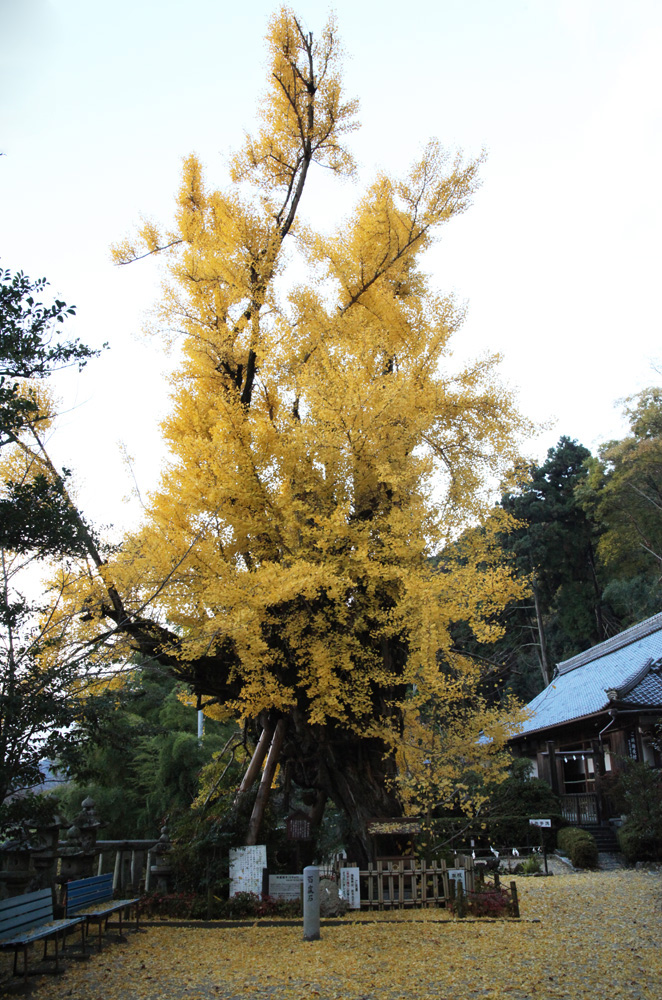 御所市　一言主神社　イチョウ_c0108146_2232343.jpg