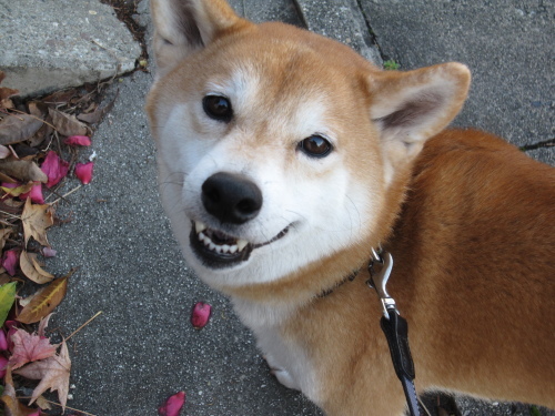 室内飼いの柴犬ってやつは オーク 熟成中