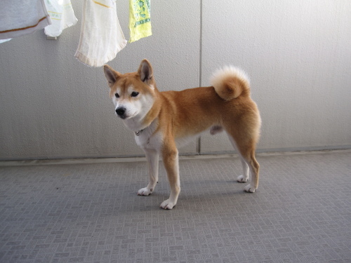 室内飼いの柴犬ってやつは オーク 熟成中