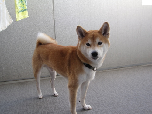 室内飼いの柴犬ってやつは オーク 熟成中