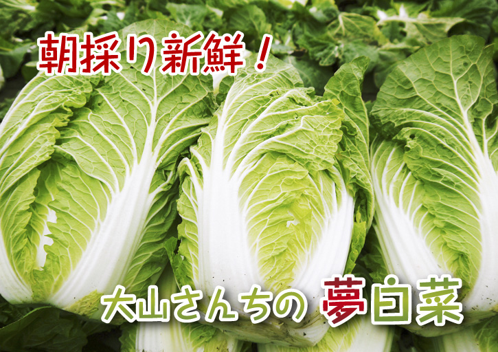 夢白菜 販売スタート!!しっかり冷え込んで、甘く育ちました!_a0254656_19514567.jpg