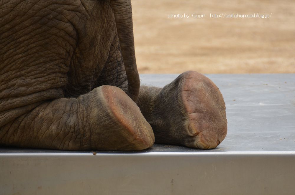 子ゾウさんの脚の裏はかなり柔らかいと思います 動物園でお散歩