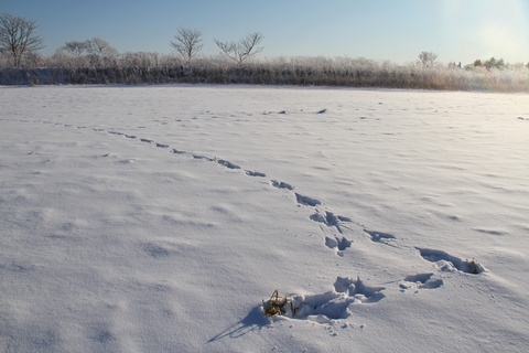 ユキウサギの採餌跡_a0152663_5502780.jpg