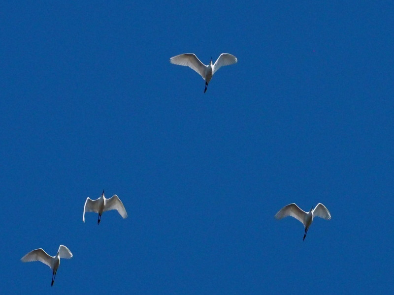 f0208666_19152132.jpg