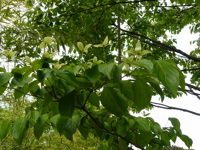 d0019074_123581.jpg