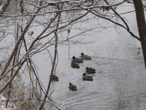 マガモ、カワウ、衆院選挙、子育て_e0148077_10302631.jpg