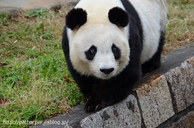 ２０１４年１２月　王子動物園　その１_a0052986_0314550.jpg