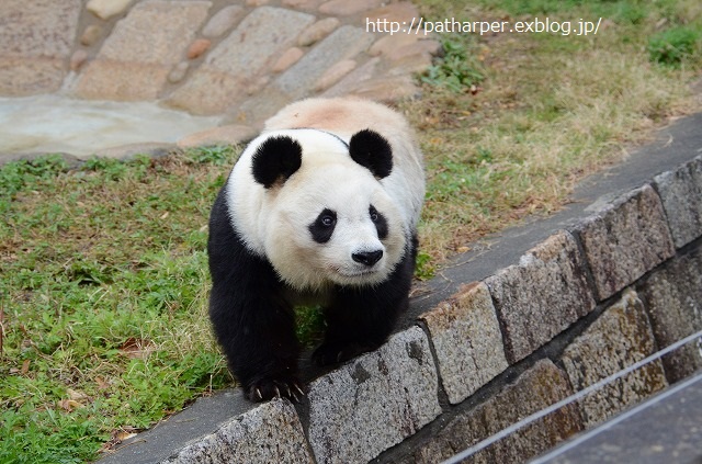 ２０１４年１２月　王子動物園　その１_a0052986_0315560.jpg