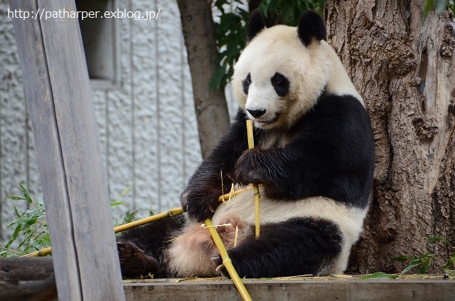 ２０１４年１２月　王子動物園　その１_a0052986_0371817.jpg