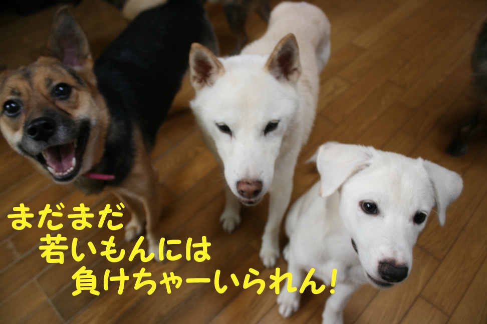 喜八じいさん 虹の橋へ_f0242002_21202099.jpg
