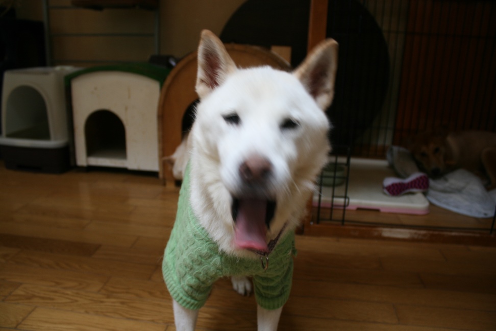 喜八じいさん 虹の橋へ_f0242002_21204662.jpg
