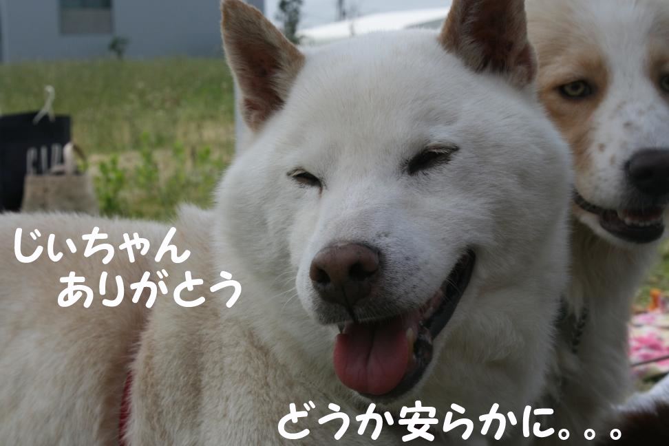 喜八じいさん 虹の橋へ_f0242002_2124392.jpg