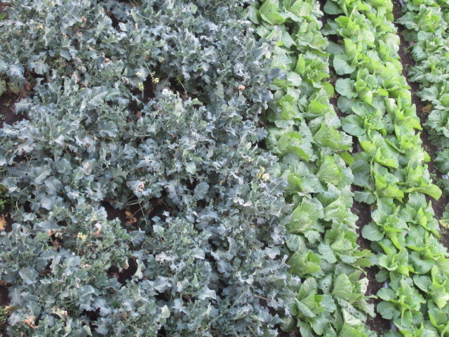 c0173405_20373092.jpg