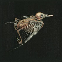 ノルウェー Spellemann 賞ノミネート_e0081206_13214732.jpg