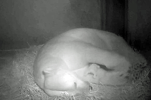 ドイツ・ロストック動物園でホッキョクグマの赤ちゃん誕生！　～　ヴィルマが自己の12歳の誕生日に出産_a0151913_20163673.jpg