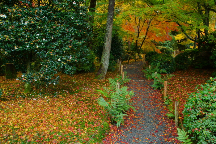 龍安寺_e0177413_13582333.jpg