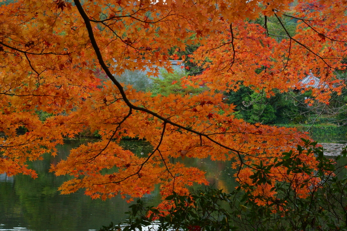 龍安寺_e0177413_13591010.jpg