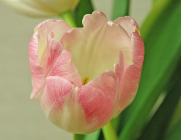 花開く淡河 おうご のチューリップ ファーストクラス まみっちのチューリップ 花開く淡河 おうご のチューリップ ファーストクラス まみっちのチューリップ