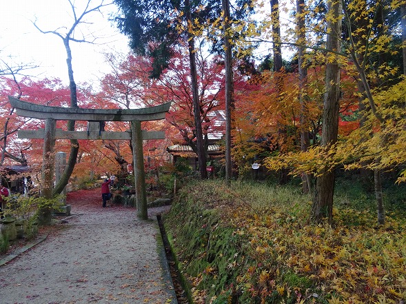 湖南三山・長寿寺の紅葉_b0299042_1362127.jpg