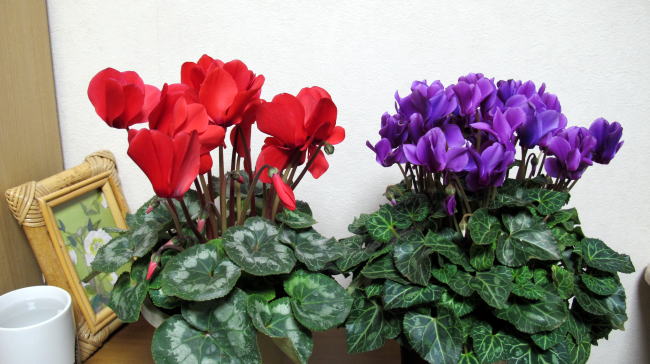 c0147952_0451668.jpg