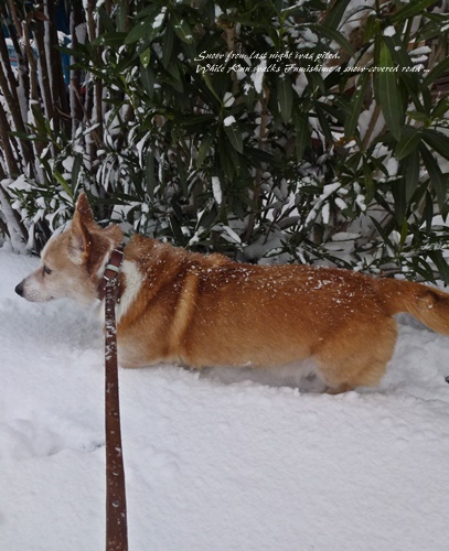 雪!_f0184055_10463595.jpg