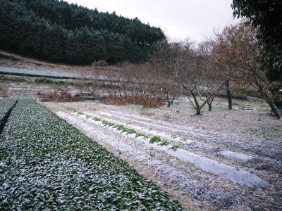 株式会社旬援隊の敷地内の様子 積雪の朝と生産者と消費者の本当の橋渡しのお話し_a0254656_19232854.jpg
