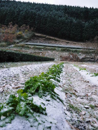 株式会社旬援隊の敷地内の様子 積雪の朝と生産者と消費者の本当の橋渡しのお話し_a0254656_1926132.jpg