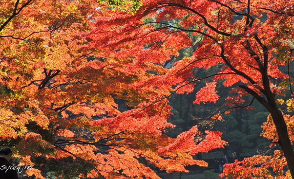 秋色に燃える 『日比谷公園 雲形池』2014(3)_d0251161_09225316.jpg