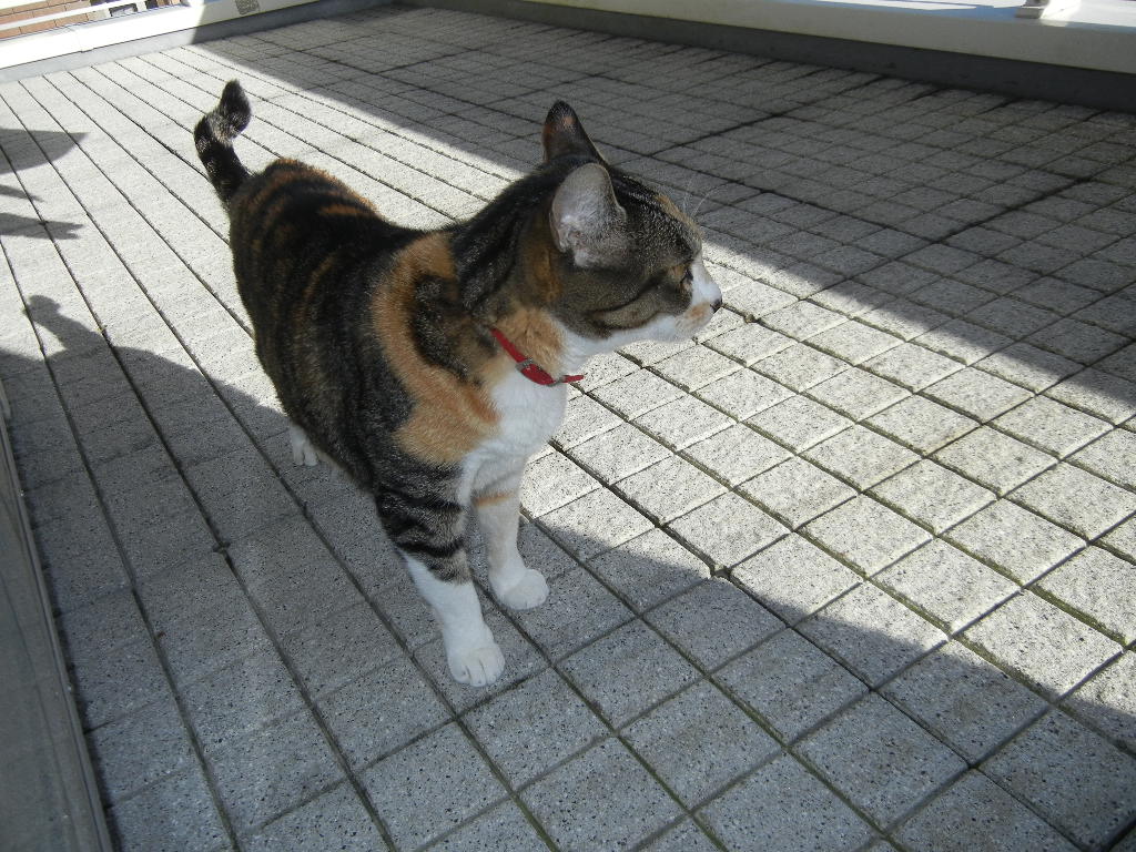 ’14,12,17(水)お誕生日と趣味いっぱい!_f0060461_13332692.jpg