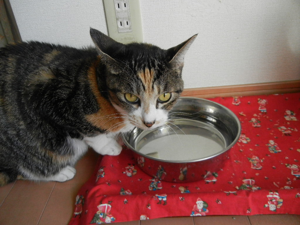 ’14,12,17(水)お誕生日と趣味いっぱい!_f0060461_13372669.jpg