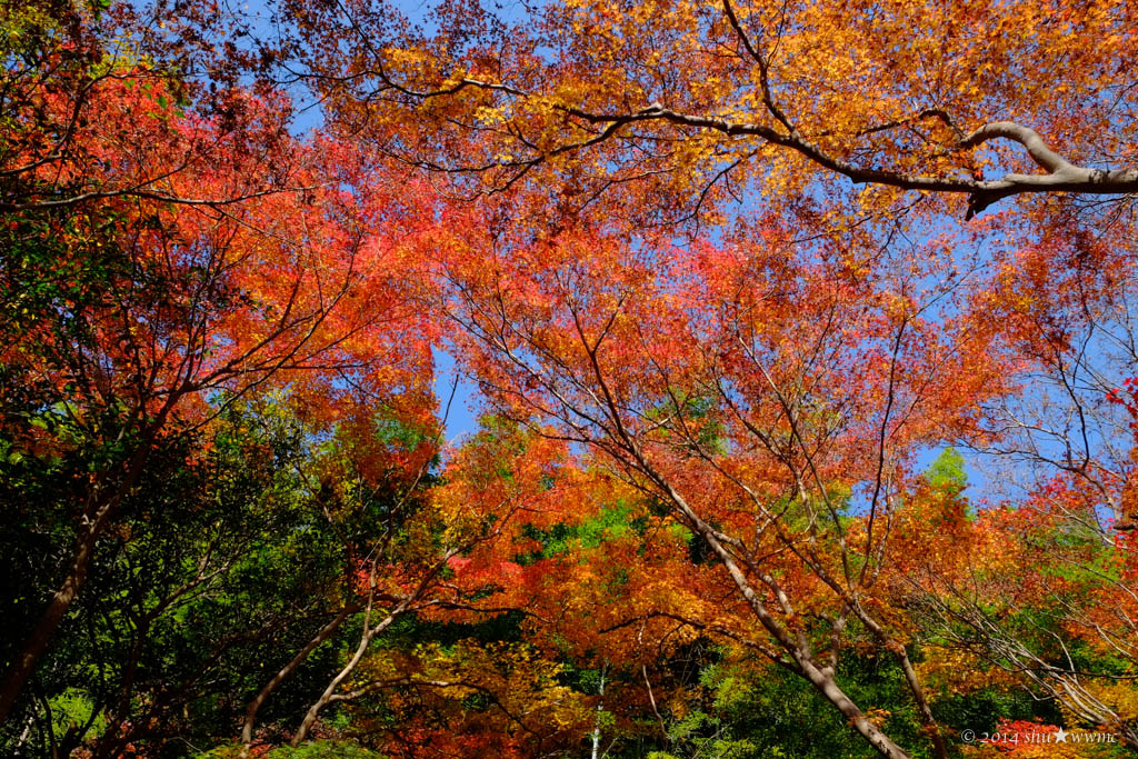 京都紅葉風景2014：3：秋色に包まれて_a0142976_7564030.jpg