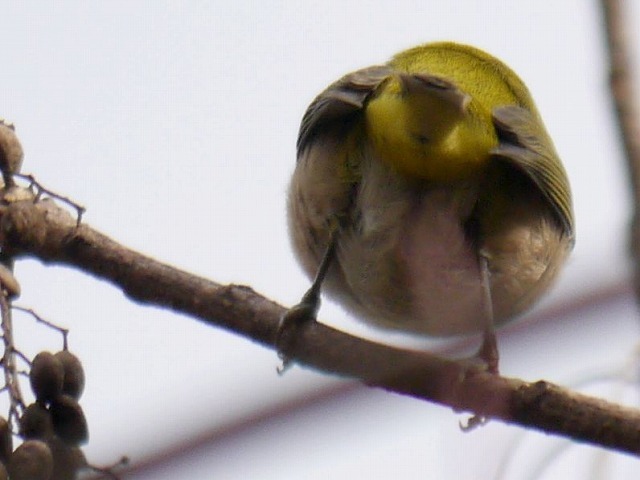 ミヤマホオジロを待つ間を癒す野鳥たち　メジロ、ヤマガラ、コゲラ_d0088184_17512696.jpg