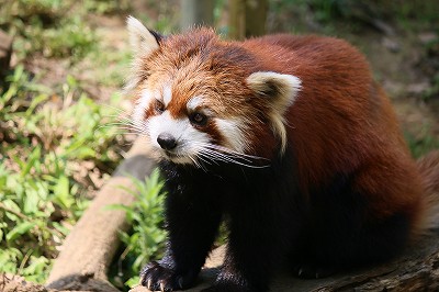 レッサーパンダ　風菜　まい　みい　2014.6.1④_e0229690_1111317.jpg