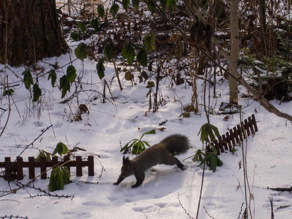 営業再開のカフェと宿・・午後から雪が激しくなってきました。_f0276498_00242304.jpg