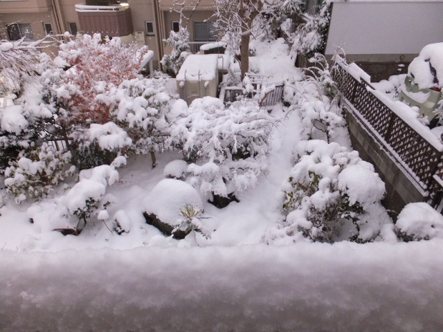 大雪の朝_a0271502_11353840.jpg