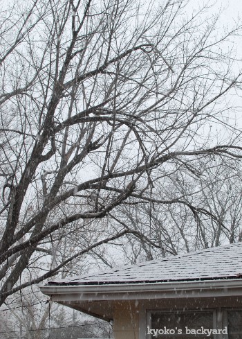 雪の前に、雨樋の掃除。（業務連絡あり）_b0253205_07012633.jpg