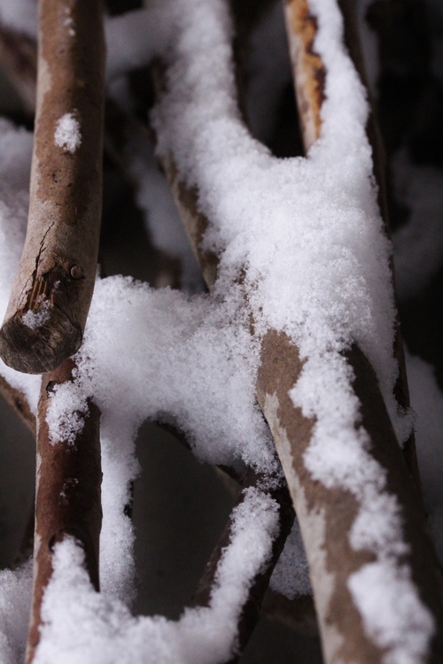 茶と雪_b0220318_1114084.jpg