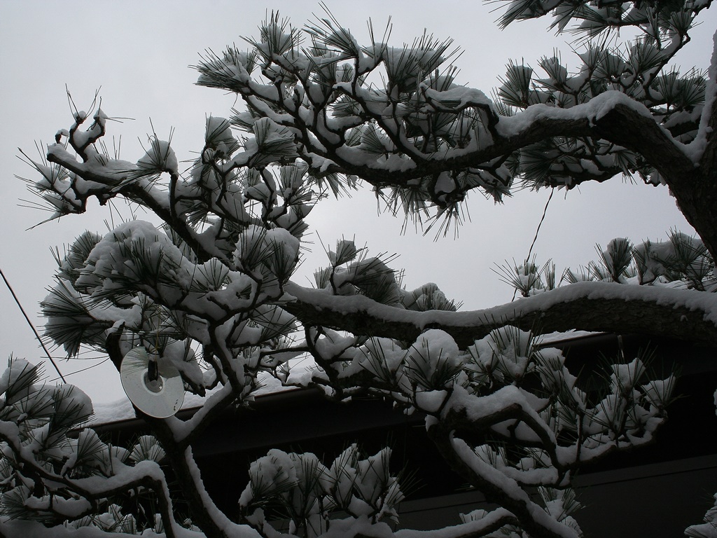 岩屋堂散歩道　雪化粧_d0181824_13555358.jpg