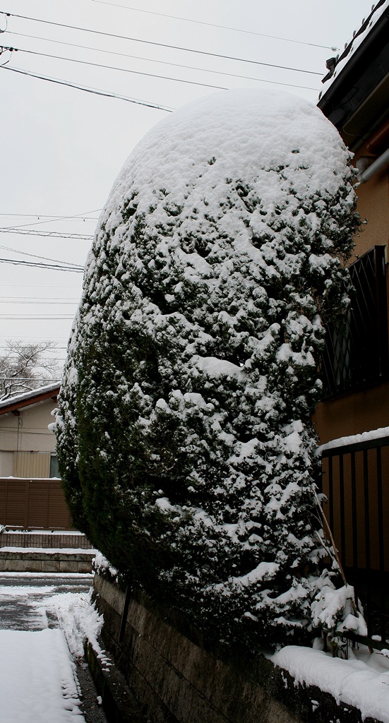 岩屋堂散歩道　雪化粧_d0181824_13561998.jpg