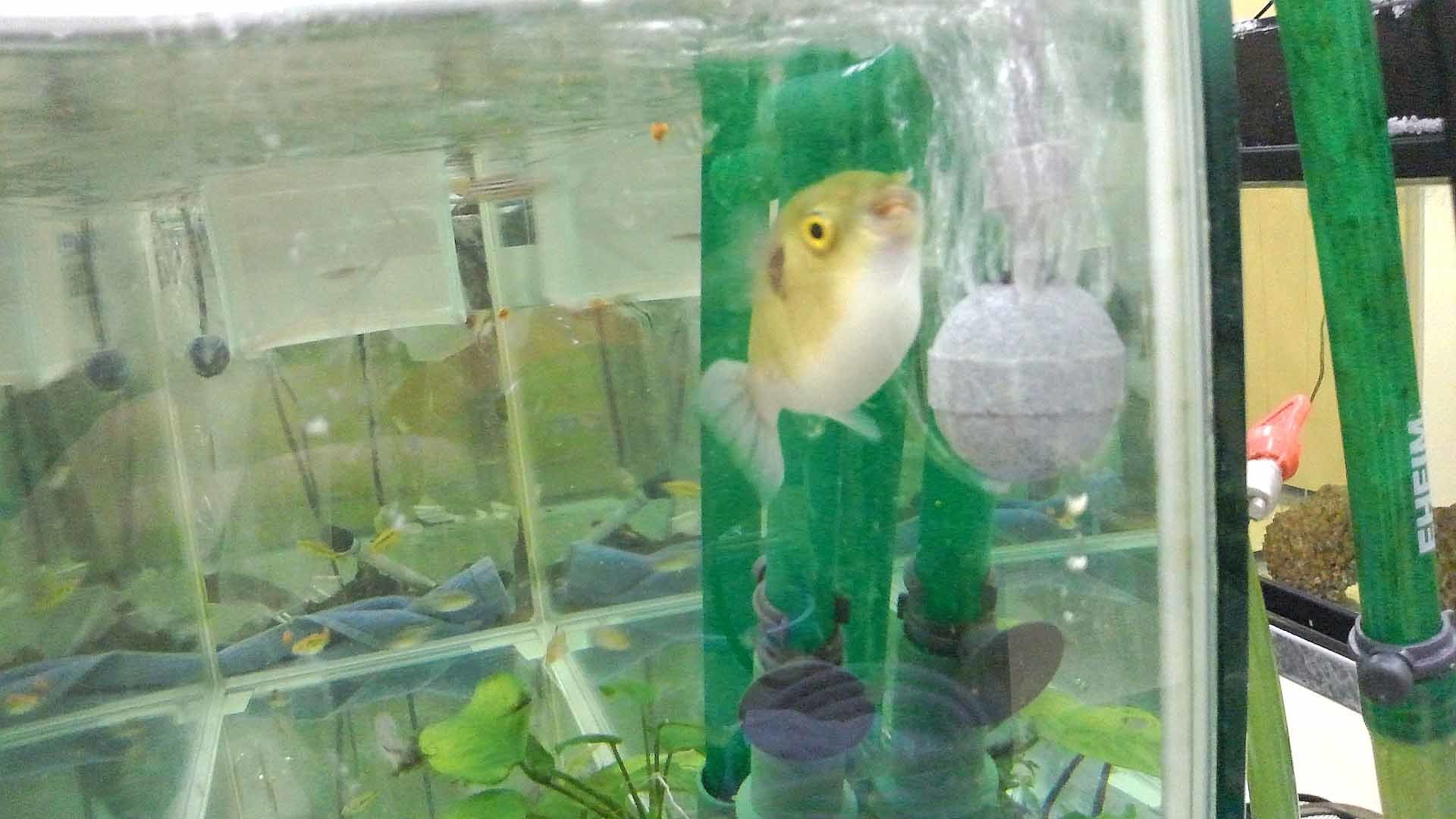 淡水フグ ブロンズパファー 熱帯魚水槽レンタル メンテナンスのアクアリゾート リゾートな日々