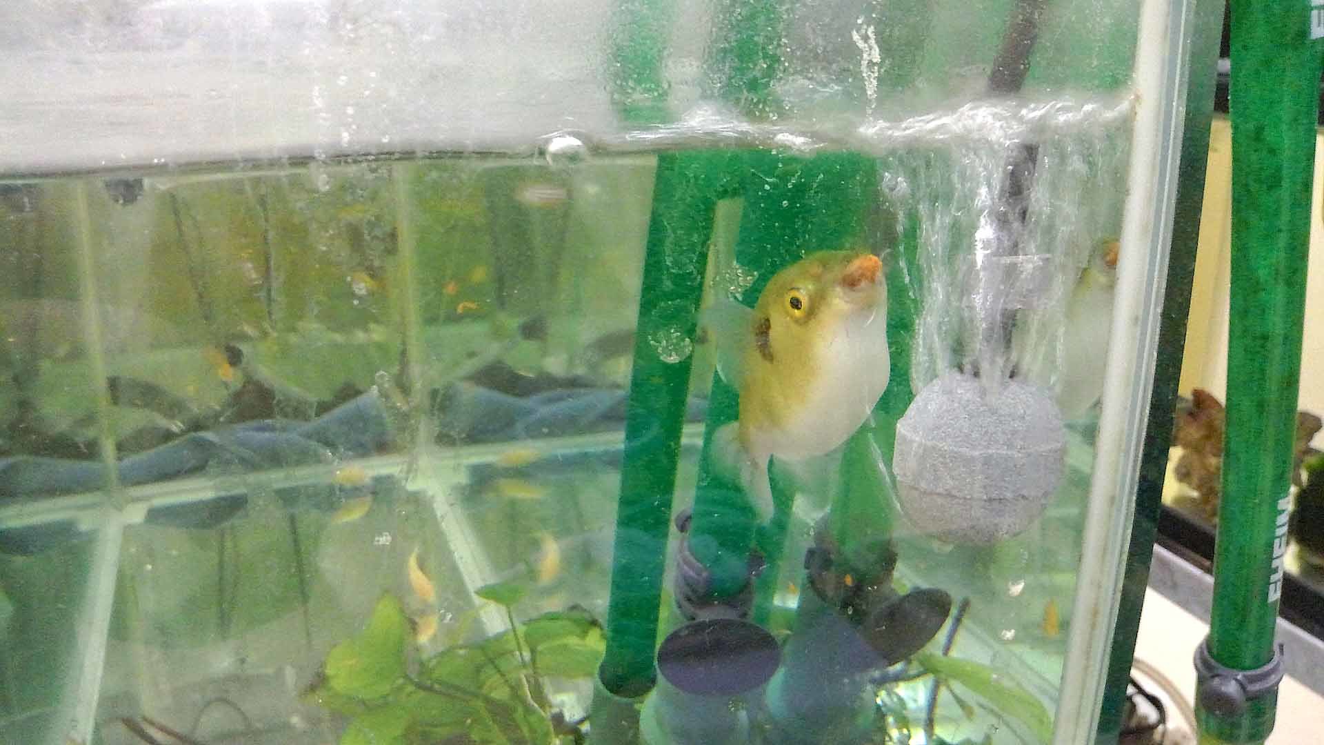 淡水フグ ブロンズパファー 熱帯魚水槽レンタル メンテナンスのアクアリゾート リゾートな日々 淡水フグ ブロンズパファー 熱帯魚水槽レンタル メンテナンスのアクアリゾート リゾートな日々