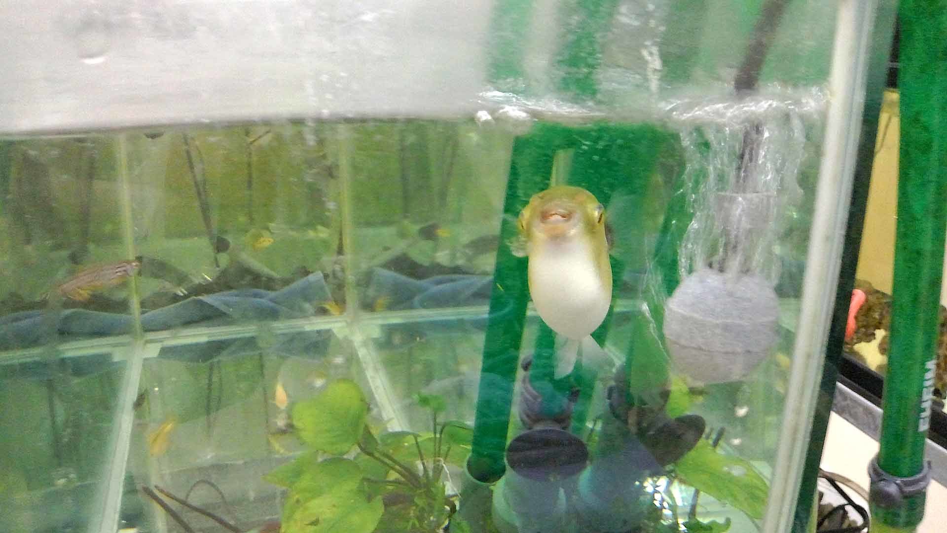淡水フグ ブロンズパファー 熱帯魚水槽レンタル メンテナンスのアクアリゾート リゾートな日々 淡水フグ ブロンズパファー 熱帯魚水槽レンタル メンテナンスのアクアリゾート リゾートな日々