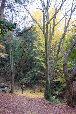 心源院から八王子城山　〜11月30日(日)〜　その②_b0281732_6181230.jpg