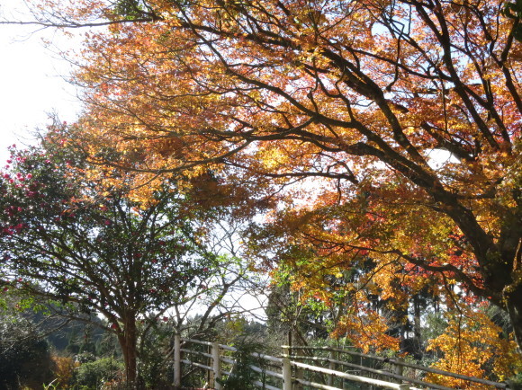 伊集院　花水木の紅葉_c0312836_23151789.jpg