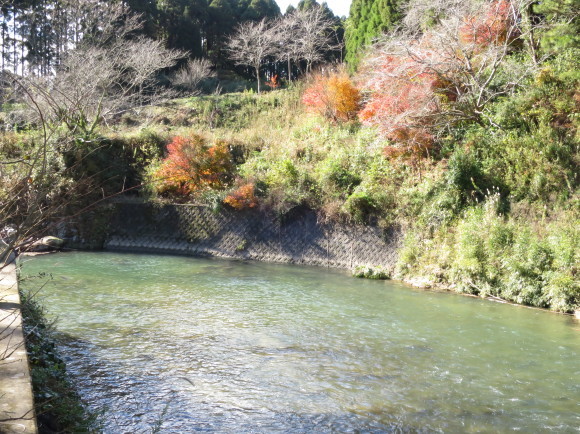 伊集院　花水木の紅葉_c0312836_23160241.jpg