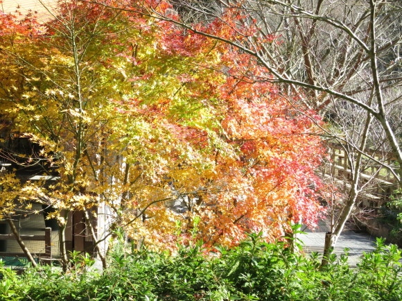 伊集院　花水木の紅葉_c0312836_23173888.jpg