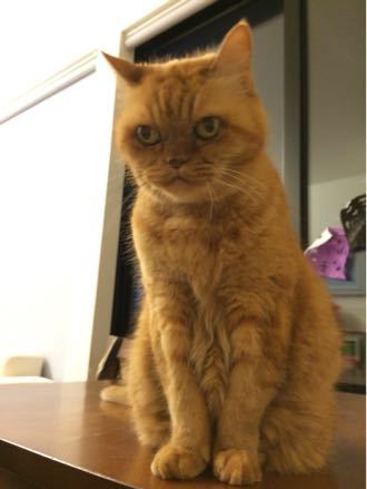 ファズの猫笑い 猫が来た ー子猫の飼い方ー ファズの猫笑い 猫が来た ー子猫の飼い方ー